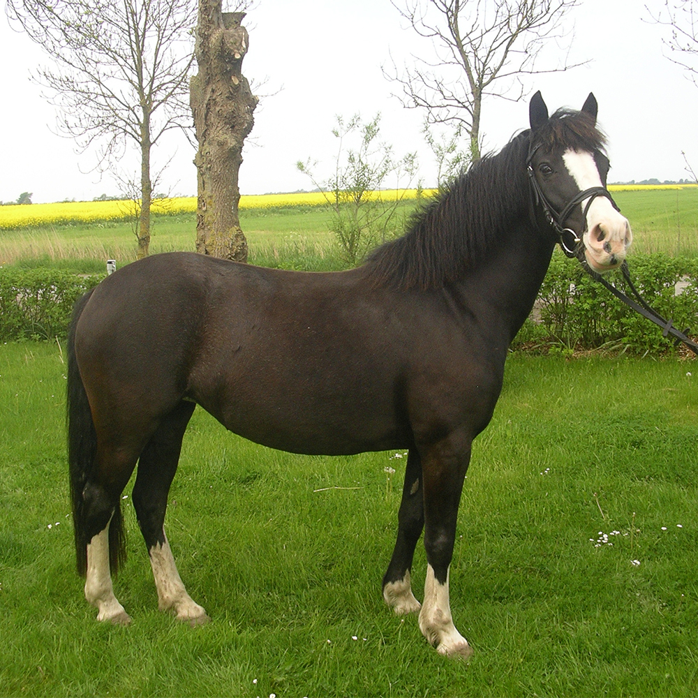 bessie